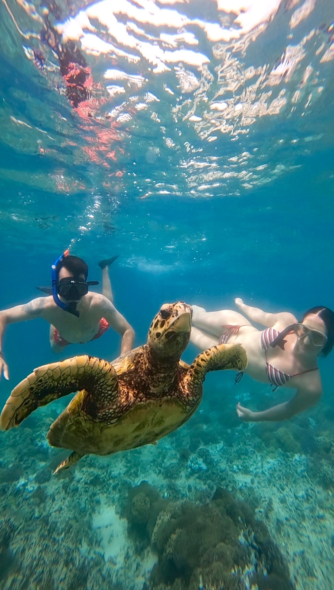 Los dos buceando junto a una tortuga sobre el arrecife de coral