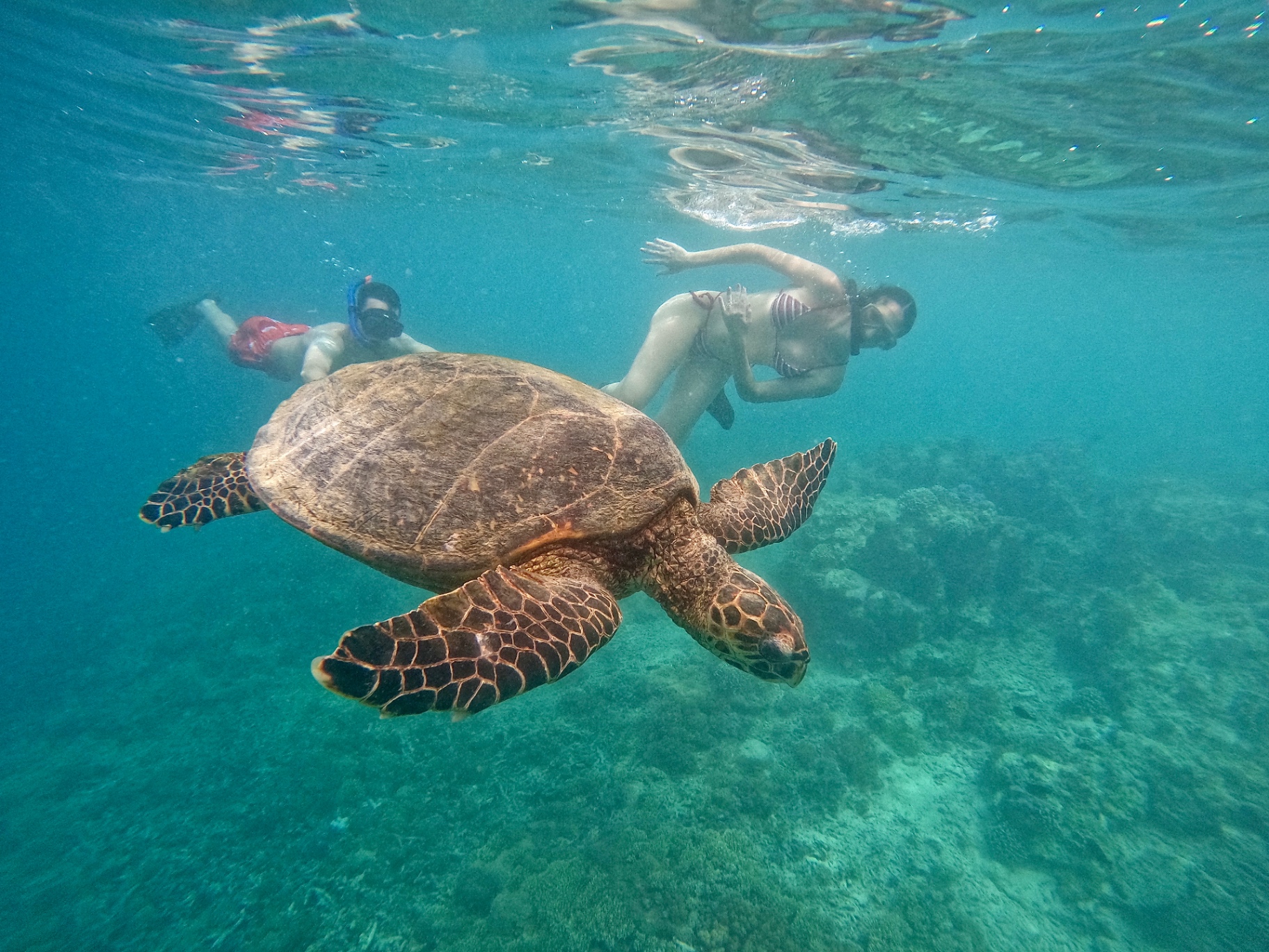Tortuga gigante deslizándose entre nosotros sobre el coral turquesa