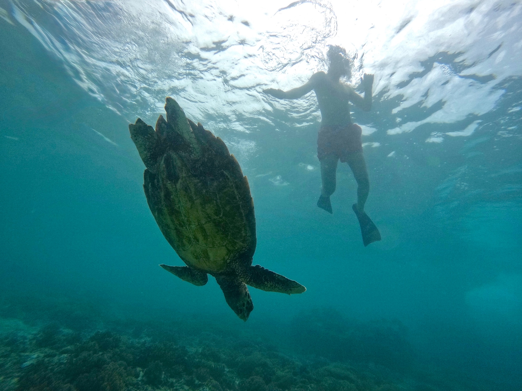 Snorkel con una tortuga marina nadando bajo nosotros en las Gili