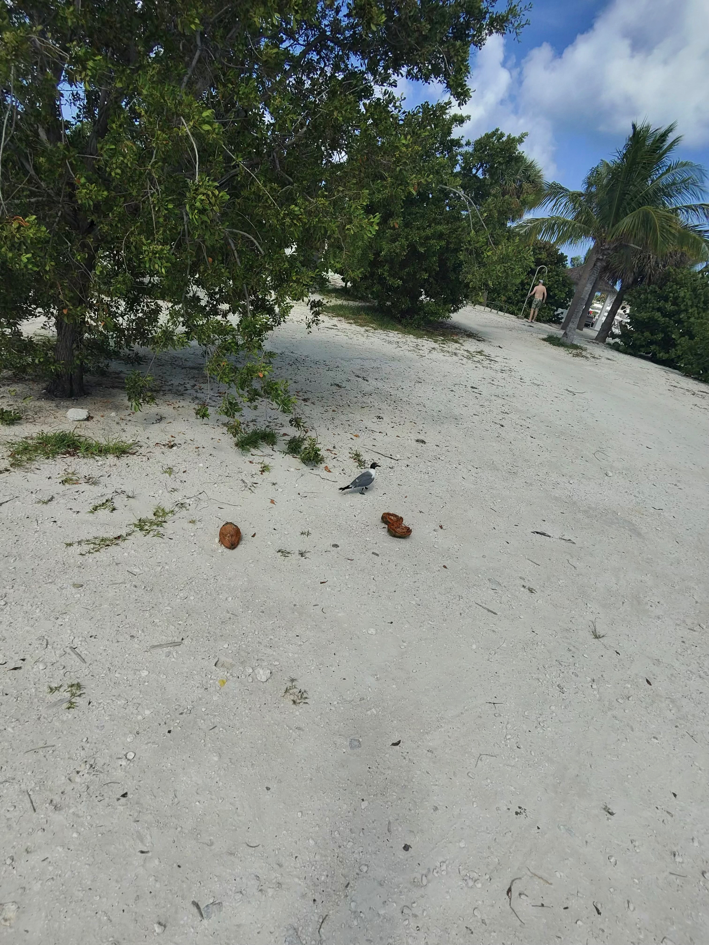 Gaviota entre cocos secos en la arena blanca