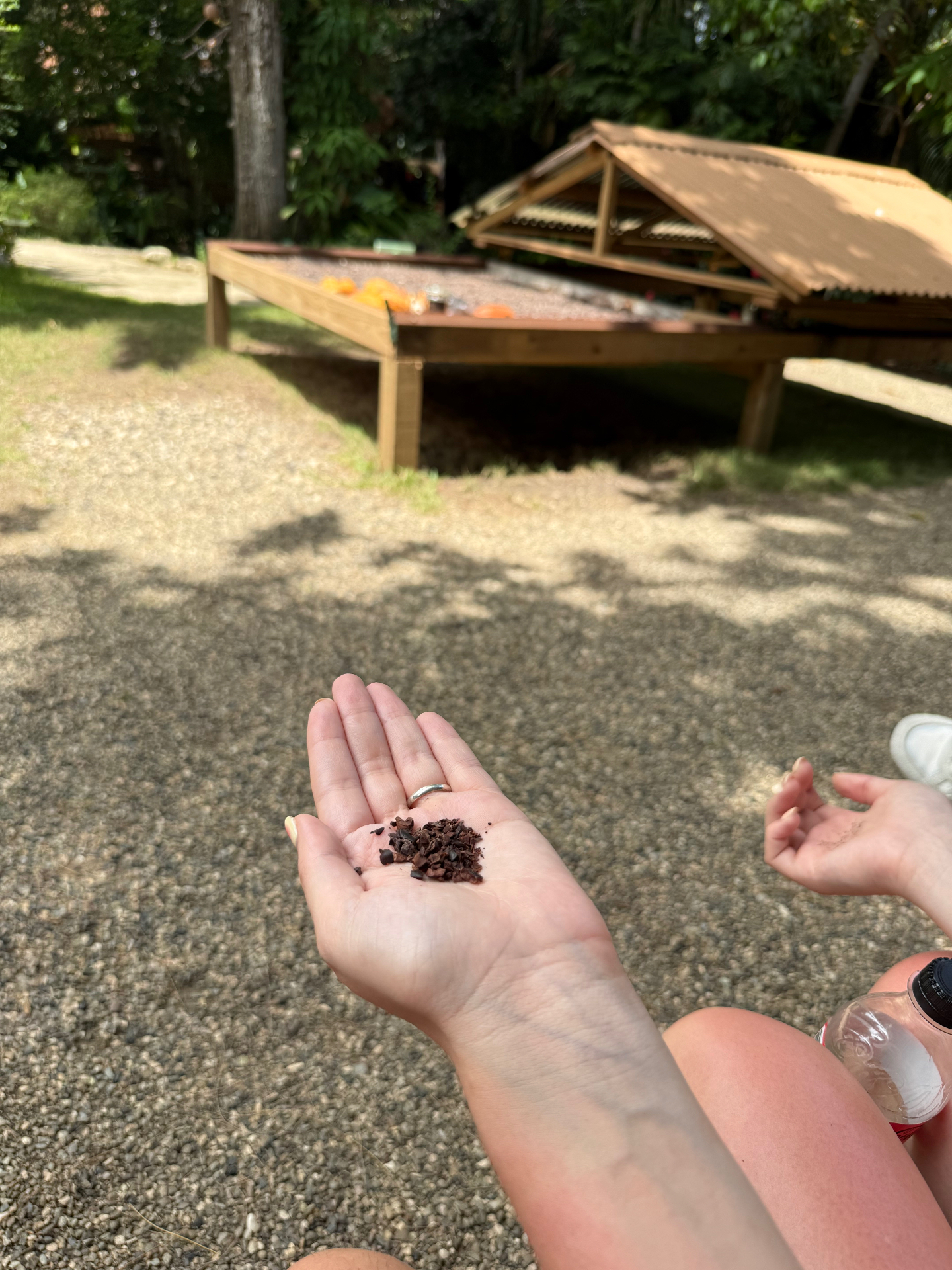 Granos de cacao recién tostados en la mano