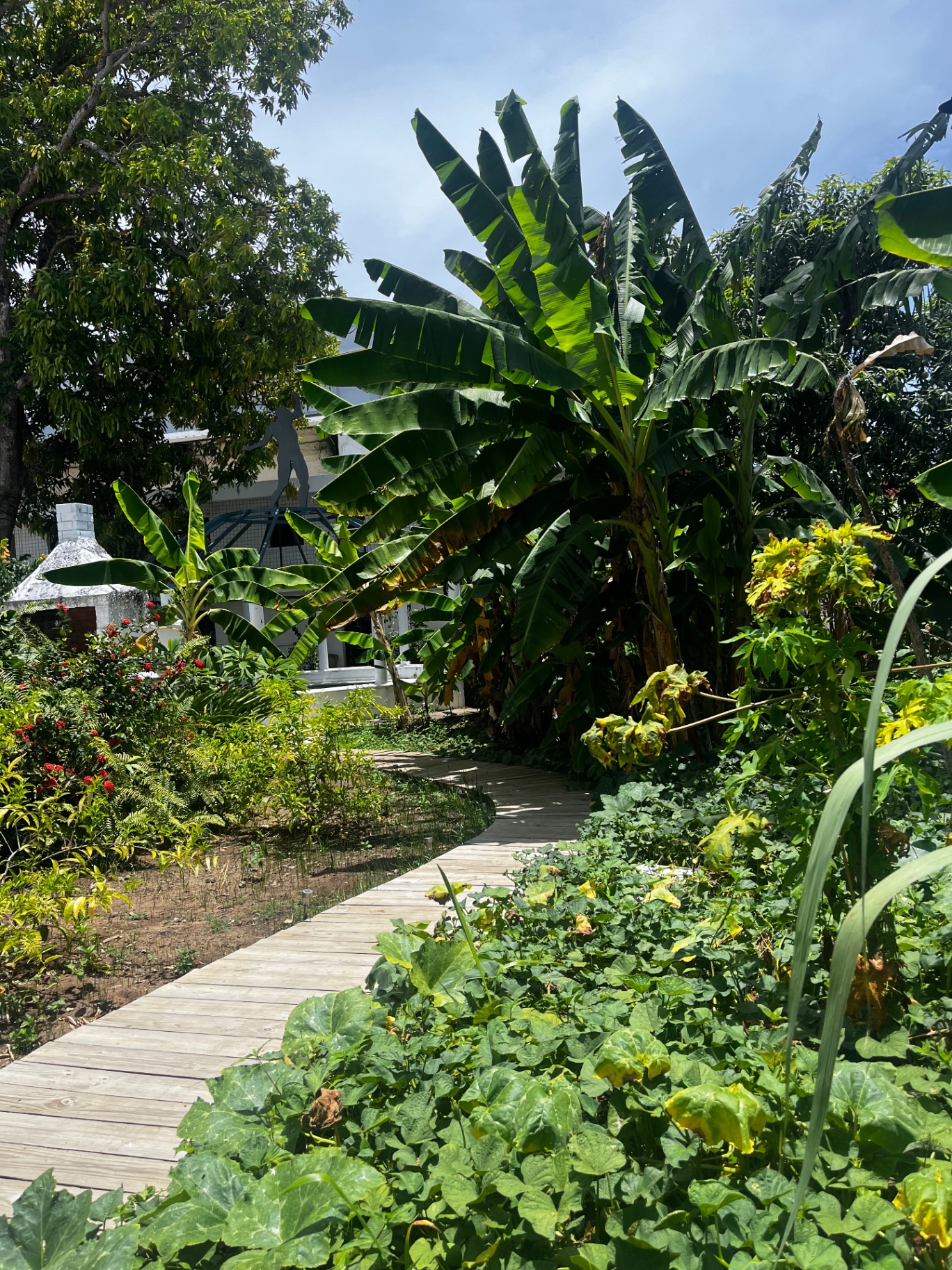 Sendero entre platanales en el jardín tropical