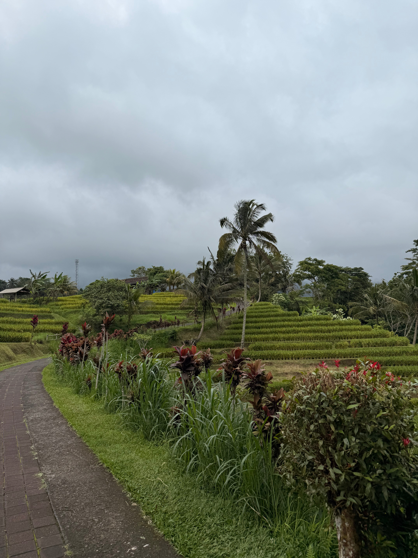 Sendero entre palmeras y terrazas de arroz en Jatiluwih
