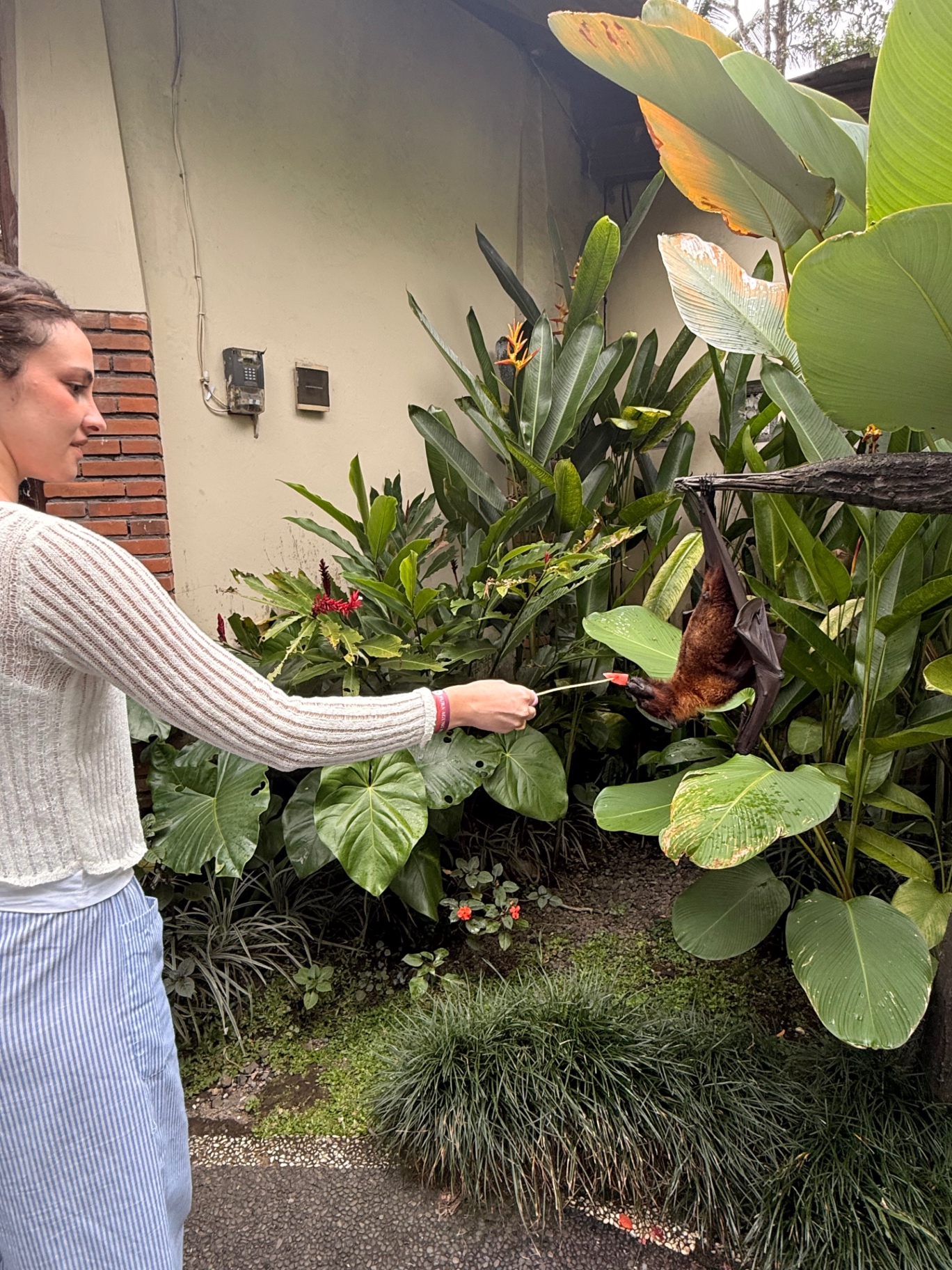 Dando de comer sandía a un murciélago frutero entre las plantas tropicales